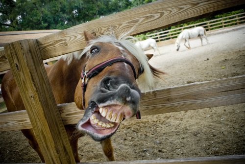 Кон нахапа и стъпка 43-годишна жена в Килифарево: разследват собственика