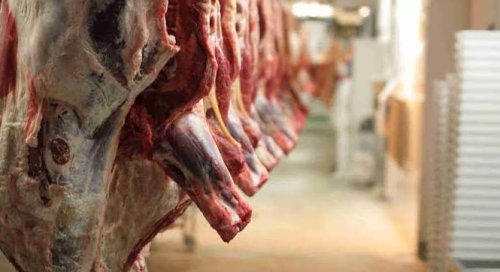 Нелегална кланица в Дебелец: откриха 20 тона месо без документи