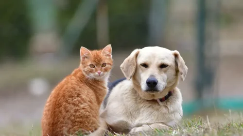 Отровени две кучета, обесена котка: полицията разследва случаи край Велико Търново