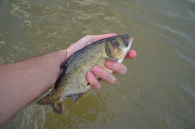 Над 2200 млади шарана пуснаха в яз. &bdquo;Александър Стамболийски&ldquo;