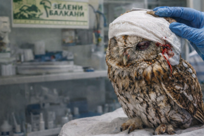 Спасителна акция: Горска улулица от Горна Оряховица се бори за зрението си