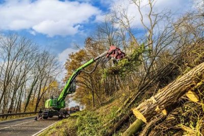 334 хил. евро за рязане и кастрене: Велико Търново чисти опасни дървета в града и детските градини
