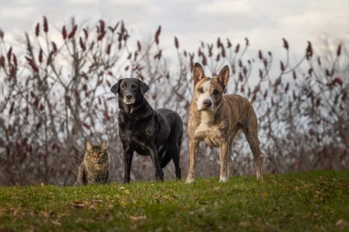 Разследват смъртта на две кучета и котка във Великотърновско