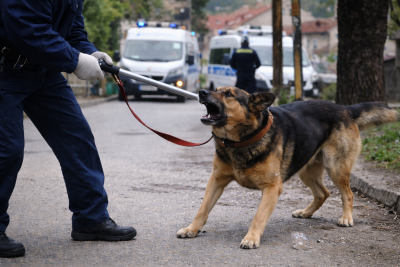 Домашно куче нахапа дете и две жени във Великотърновско