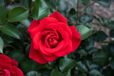 На 8 март цветята &bdquo;говорят&ldquo; вместо нас: улиците се пълнят с букети още от 6 март