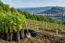 Горна Оряховица залесява 100 дка с 42 785 фиданки