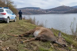 Полицията в Стражица разследва смъртта на кошута край язовир